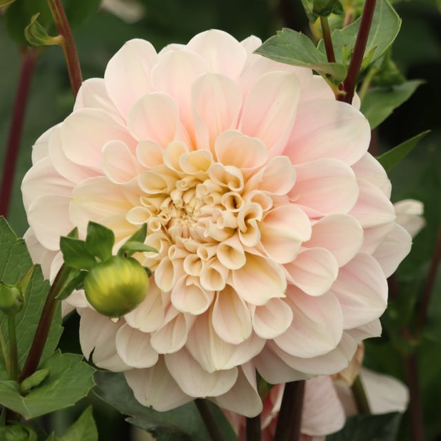 Sweet Nathalie Dahlia Tuber