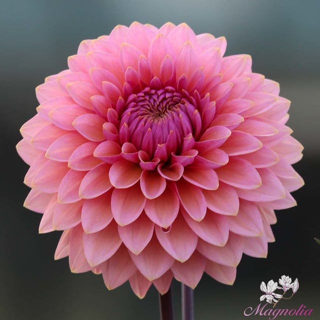 Sweet Sanne Dahlia Tuber
