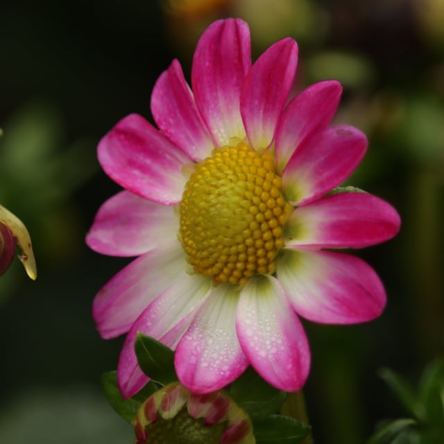 Sweetheart Dahlia Tuber