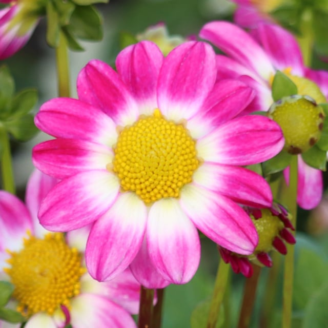 Sweetheart Dahlia Knöl