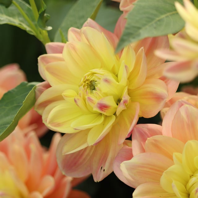 Swemany Water Rose (stickling) Dahlia Stickling