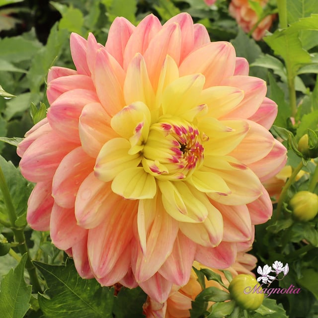 Swemany Water Rose (cutting)