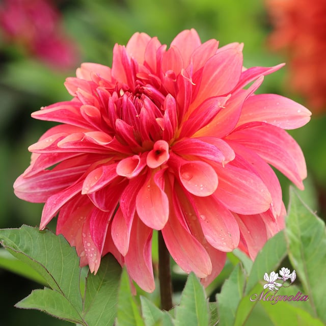Swirled Guava Idylle