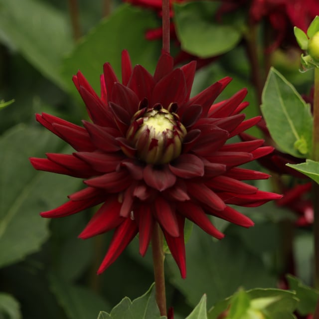 Tamburo Dahlia Knöl