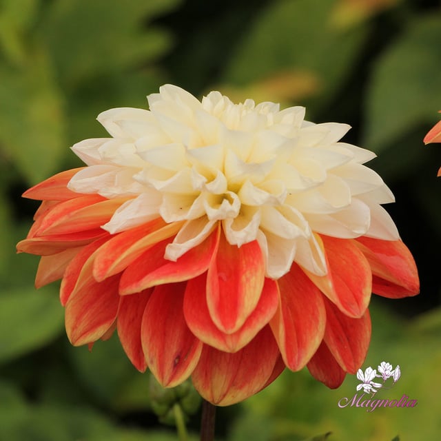 Tangerine Sorbet