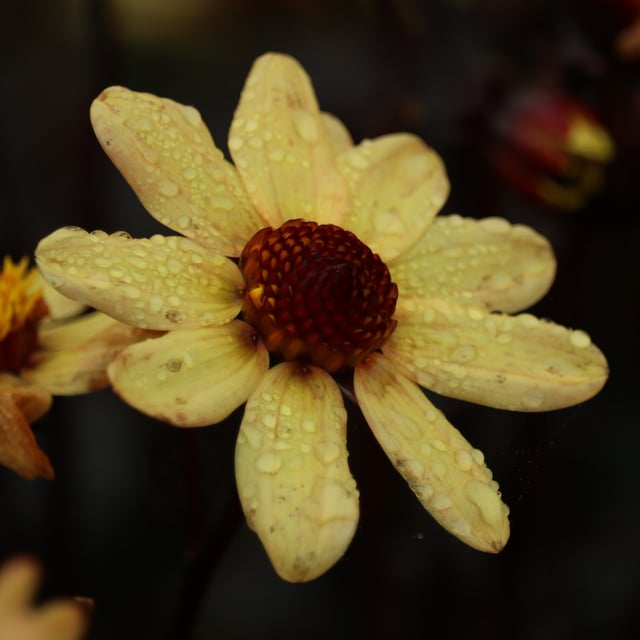 Taxi Driver Dahlia Tuber