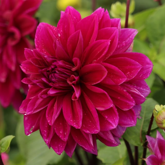 Thomas A. Edison Dahlia Tuber