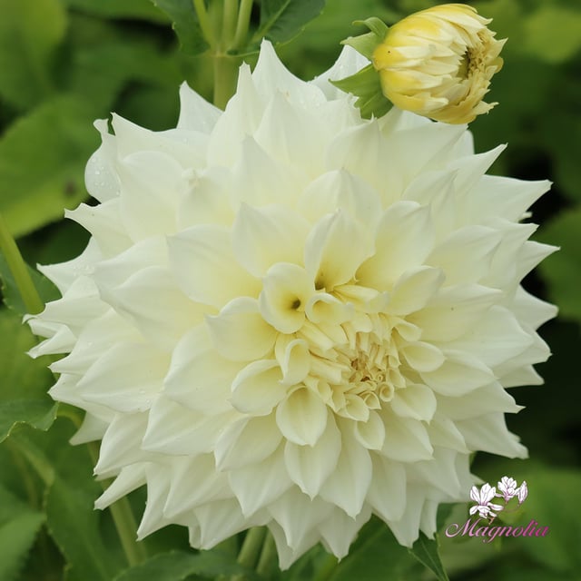 Titan Albino