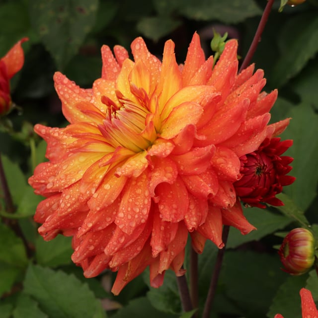 Titan Lighthouse (Spectra) Dahlia Tuber