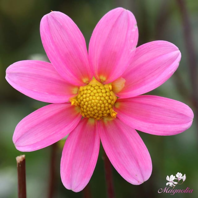 Topmix Pink