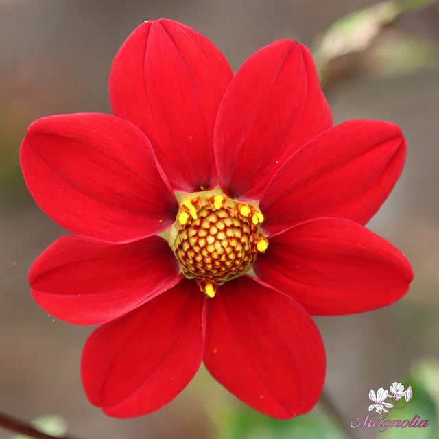Topmix Red