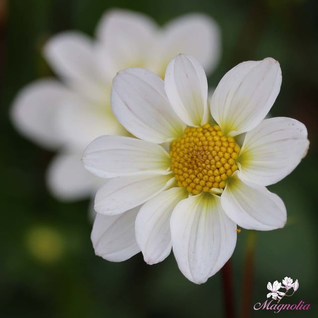 Topmix White