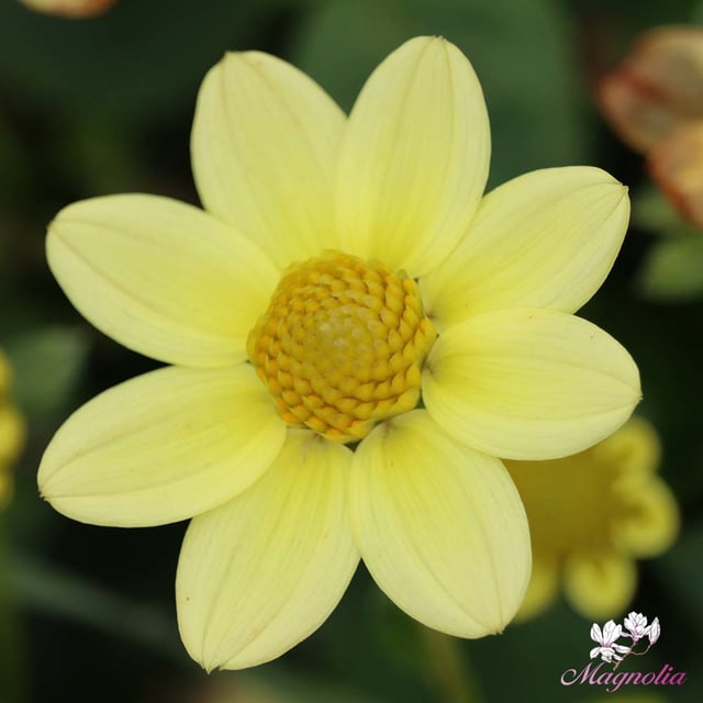 Topmix Yellow