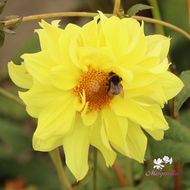 Tournesol