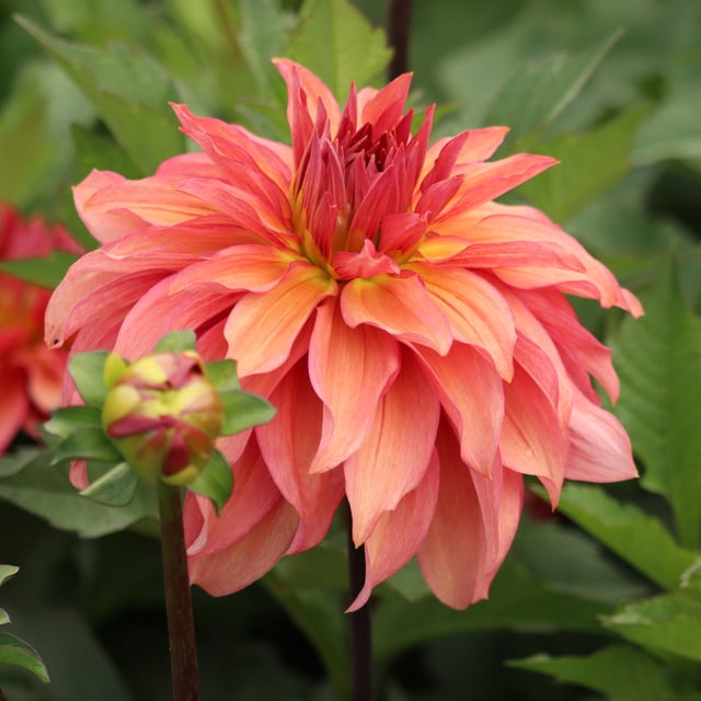 Truffula Idylle Dahlia Knöl