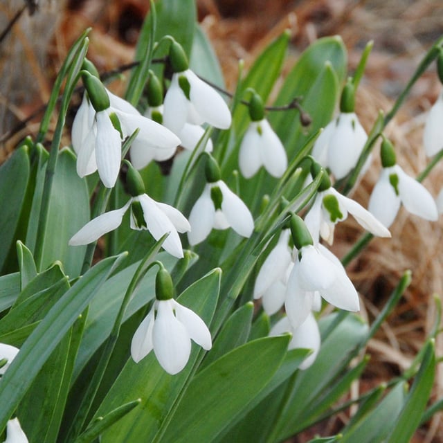 Turkisk Snödroppe 'Elwesii'