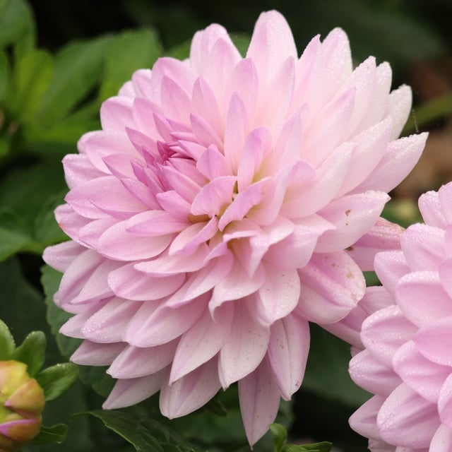 Valentino Dahlia Tuber