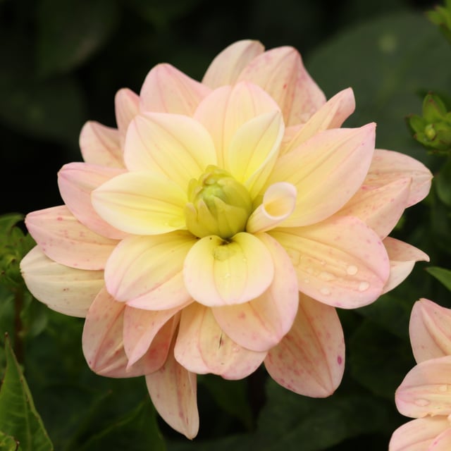 Vallée de la Loire Dahlia Cutting