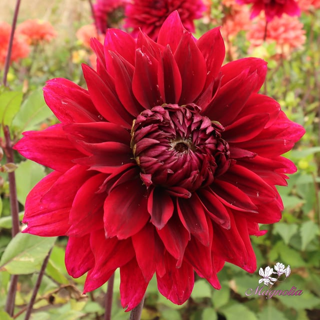 Velvet Wonder Blomstrar (cutting)