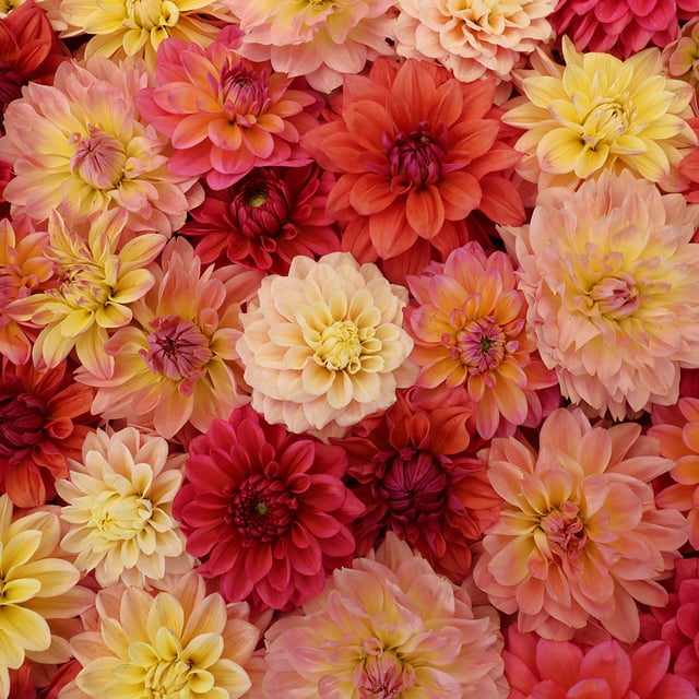 Vera's Sagoblomster