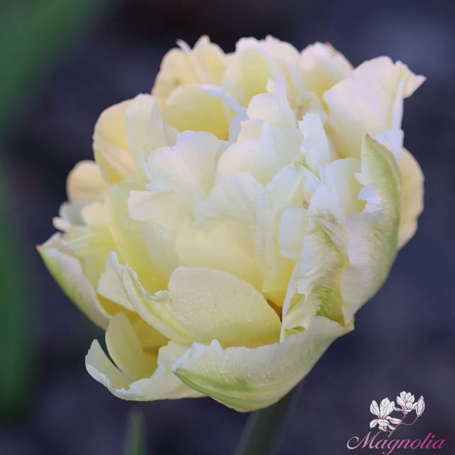 Verona Bulbs