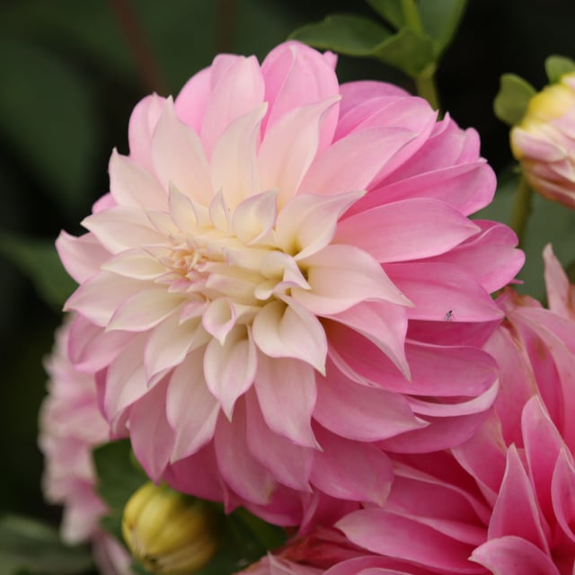 Verrone's DF Dahlia Tuber