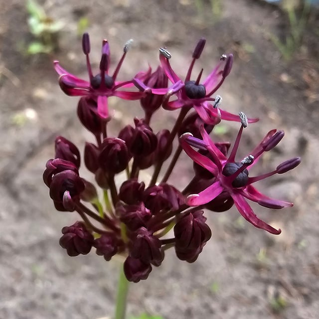 Vinlök 'Atropurpureum' Bulbs