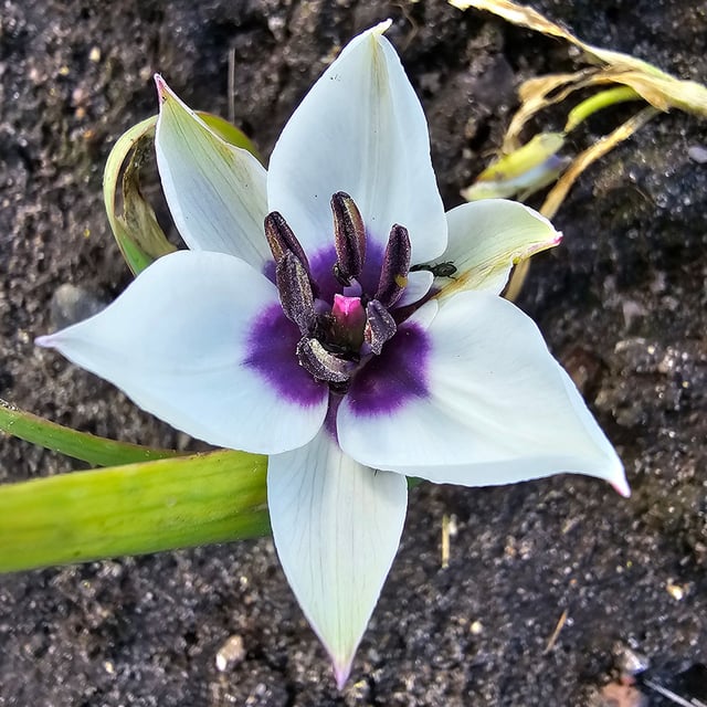 Violtulpan 'Alba Coerulea Oculata'