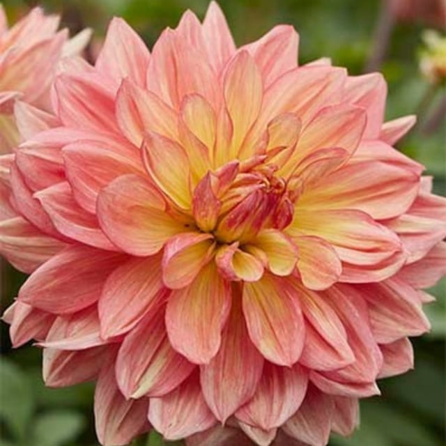 Wanda's Aurora