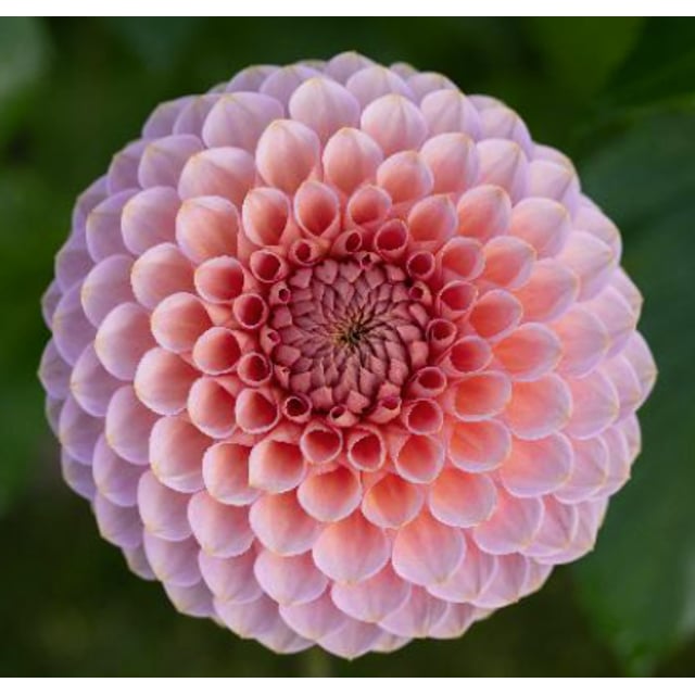 Westerton Pearl (cutting)