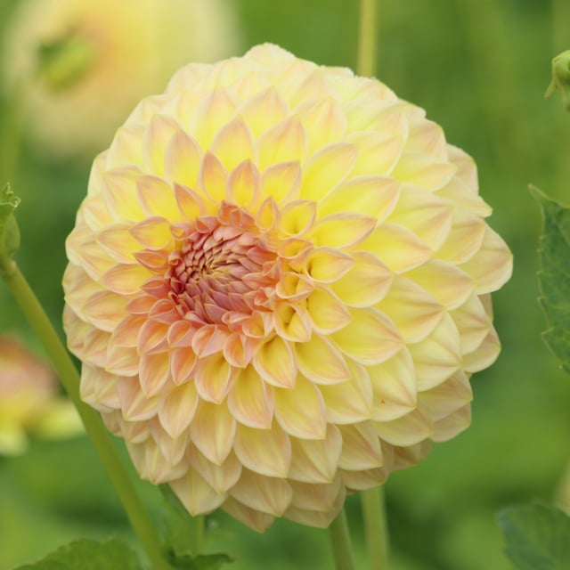 Westfield Southside Dahlia Tuber