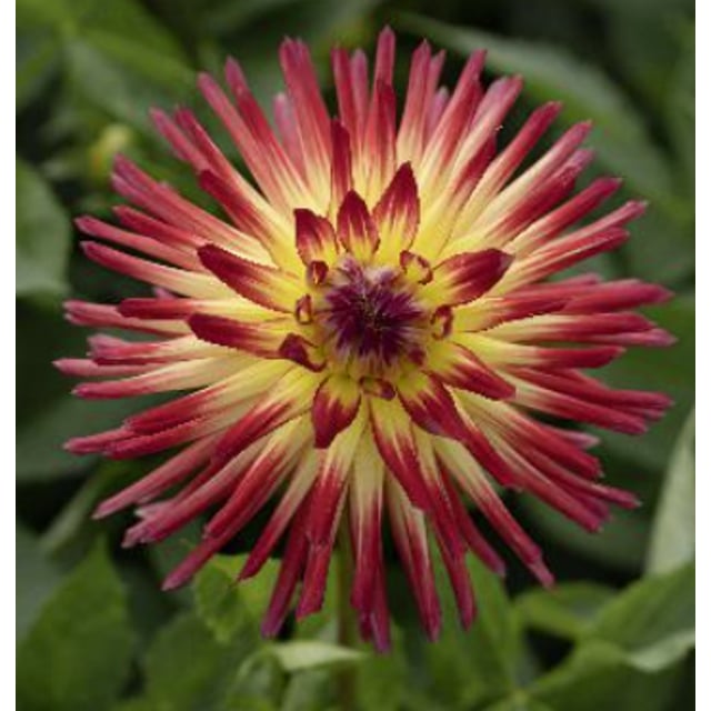Weston Spanish Dancer