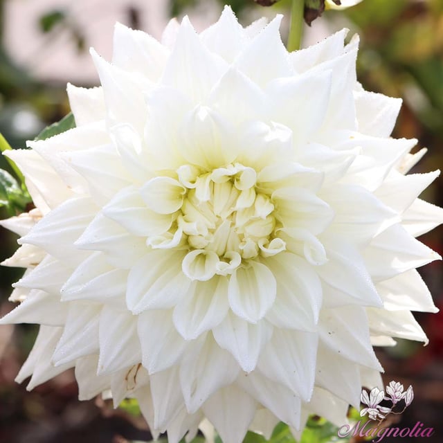 White Alva