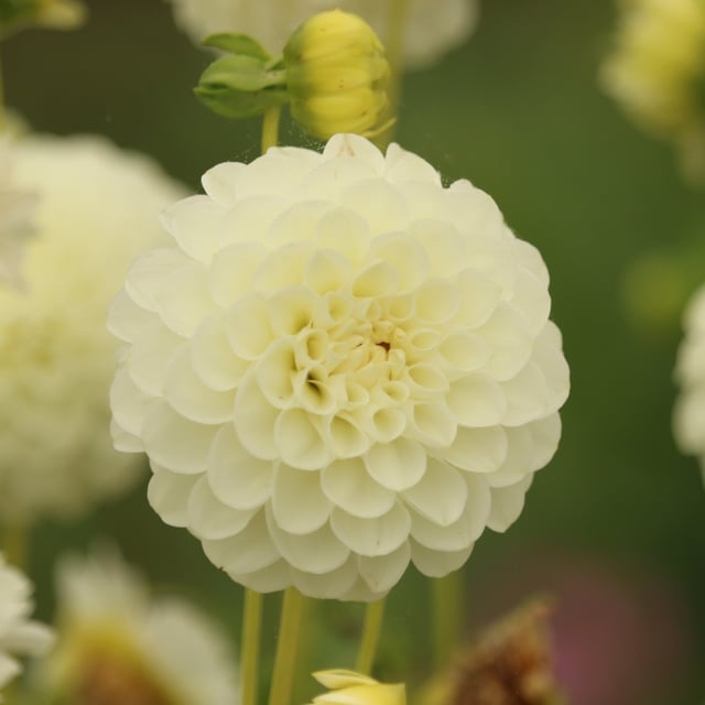 White Aster Dahlia Tuber