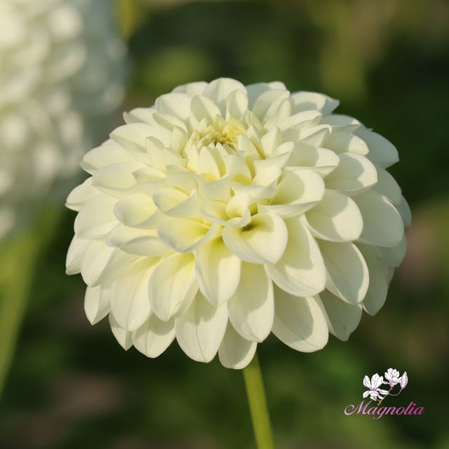 White Aster