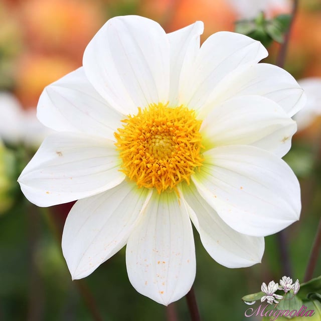 White Emperor