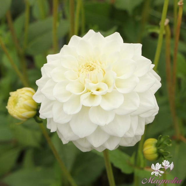 White Love