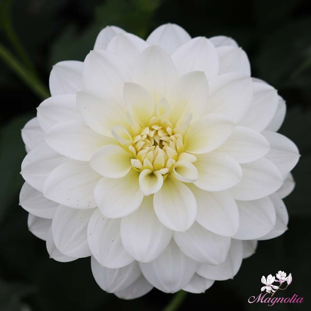 White Onesta