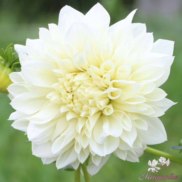 White Perfection