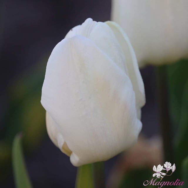 White Prince