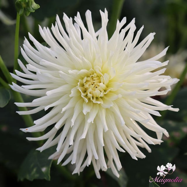 White Star