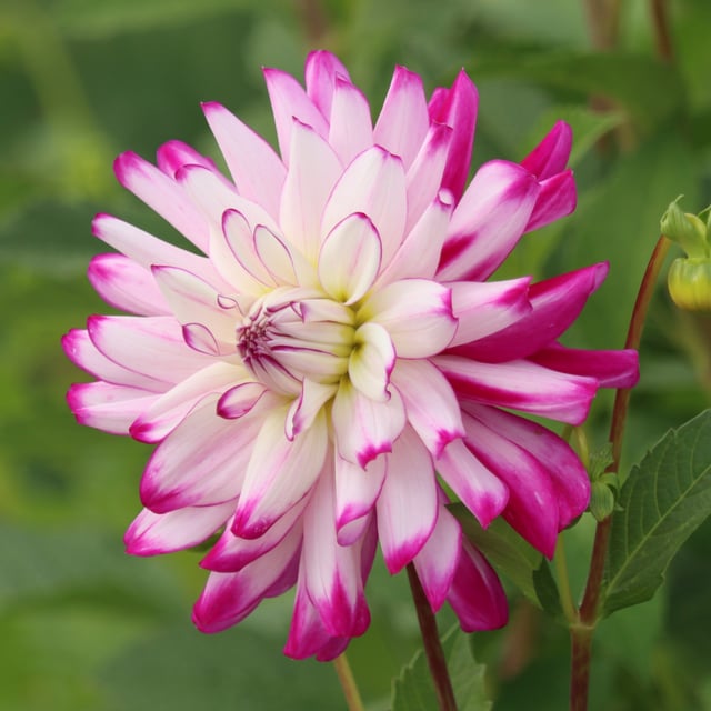 Who Dun It Dahlia Knöl