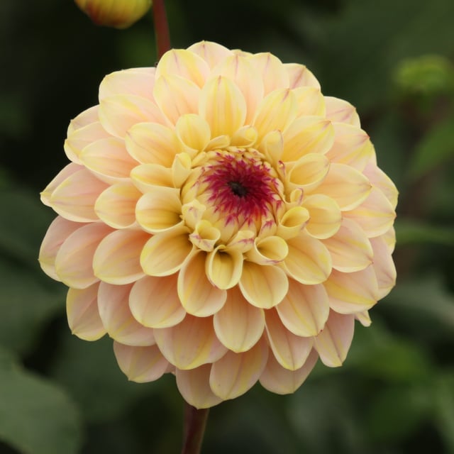 Wine Eyed Jill Dahlia Tuber