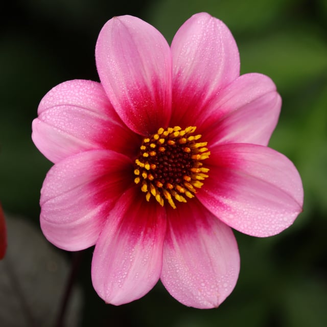 Wishes 'n' Dreams Dahlia Tuber