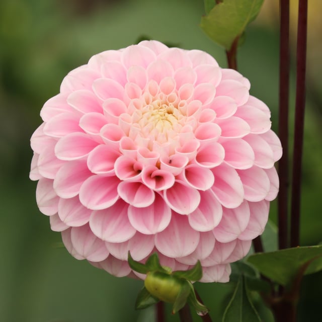 Wizard of Oz Dahlia Tuber