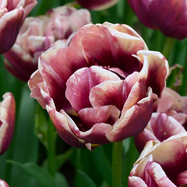 Wyndham Bulbs