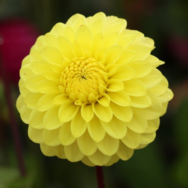 Yellow Don Dahlia Tuber