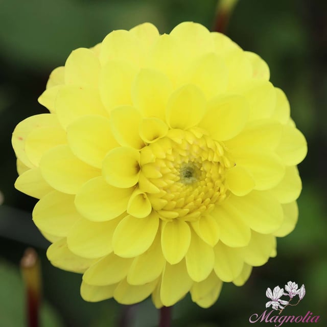 Yellow Don