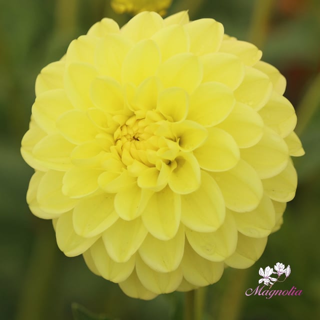 Yellow Heaven