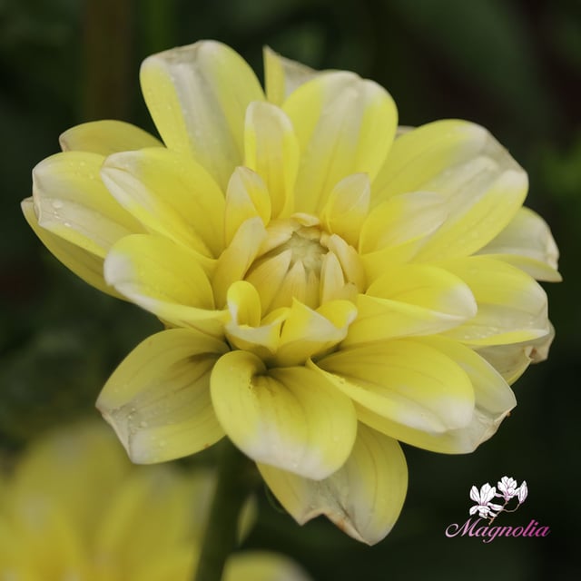 Yellow Perception